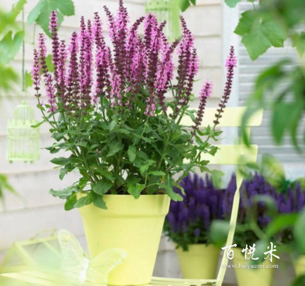 西餐里各種香草點綴意境,其實自己也能動手種,不光好看也能吃!